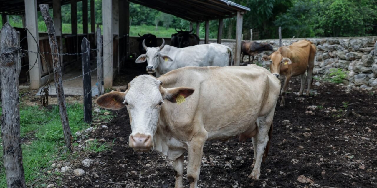 Ganado, caballos, perros y cerdos, entre casos de gusano barrenador