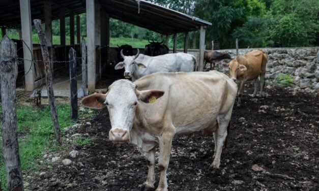 Ganado, caballos, perros y cerdos, entre casos de gusano barrenador