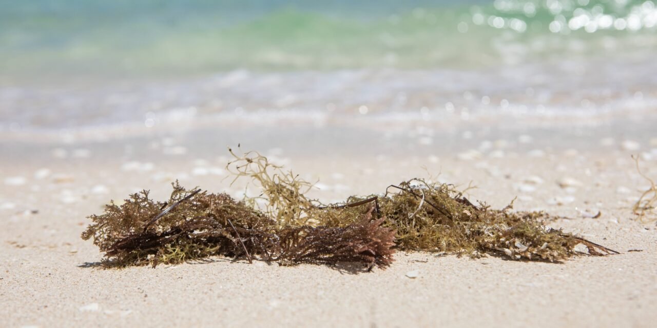 Científicos en Yucatán buscan extraer biogás y biocarbón del sargazo