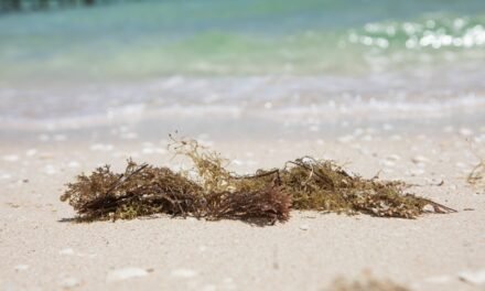 Científicos en Yucatán buscan extraer biogás y biocarbón del sargazo