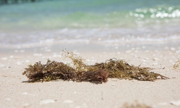 Científicos en Yucatán buscan extraer biogás y biocarbón del sargazo