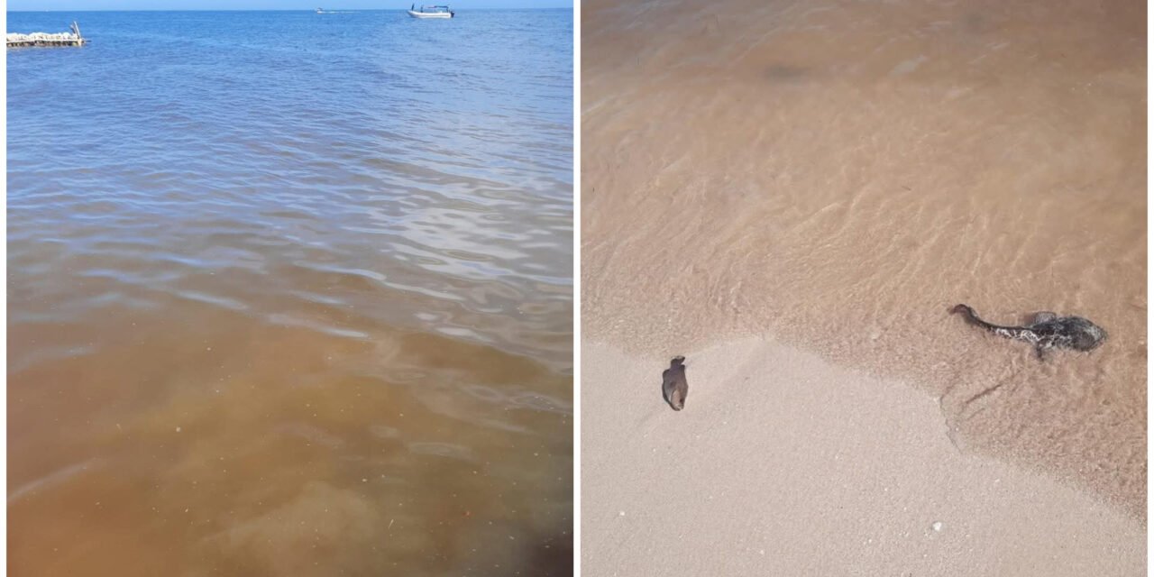 Avanza marea roja frente a Progreso Yucatán