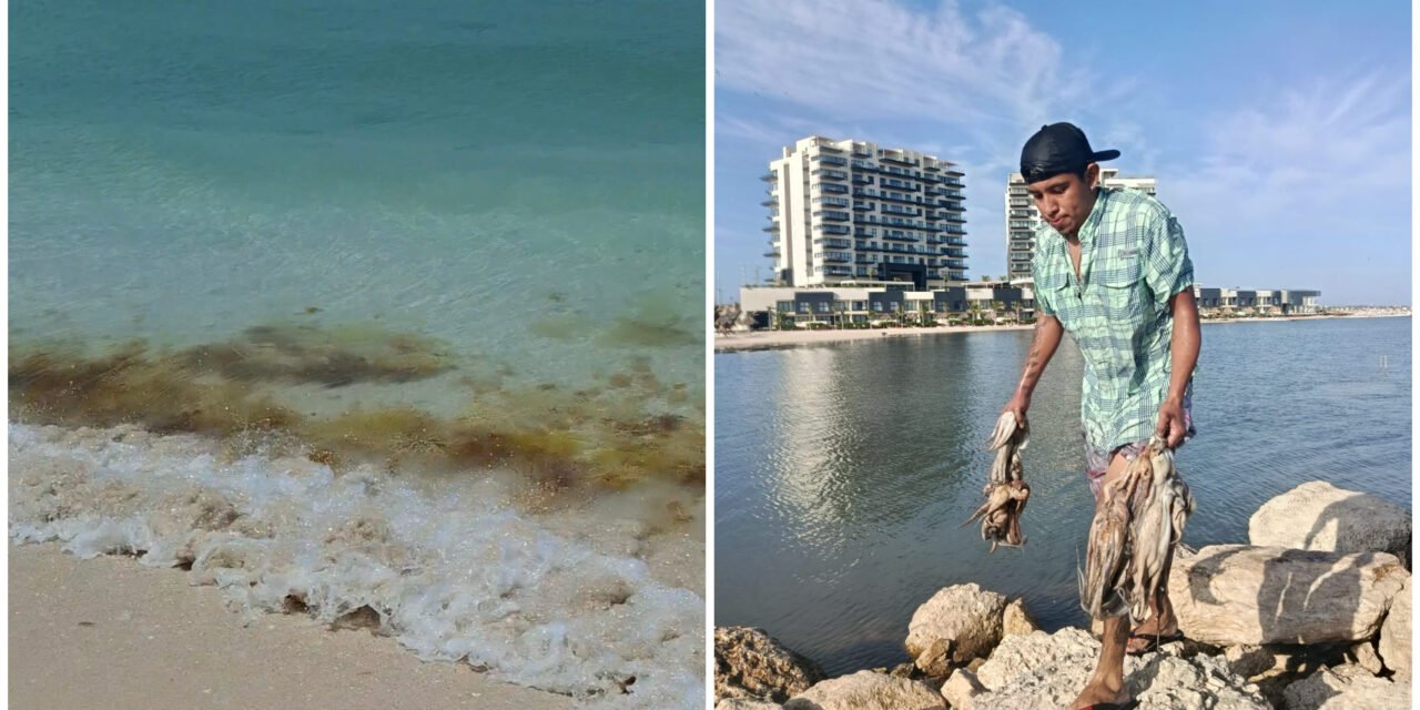 ¿Aún no es marea roja? Esto dice la autoridad sanitaria
