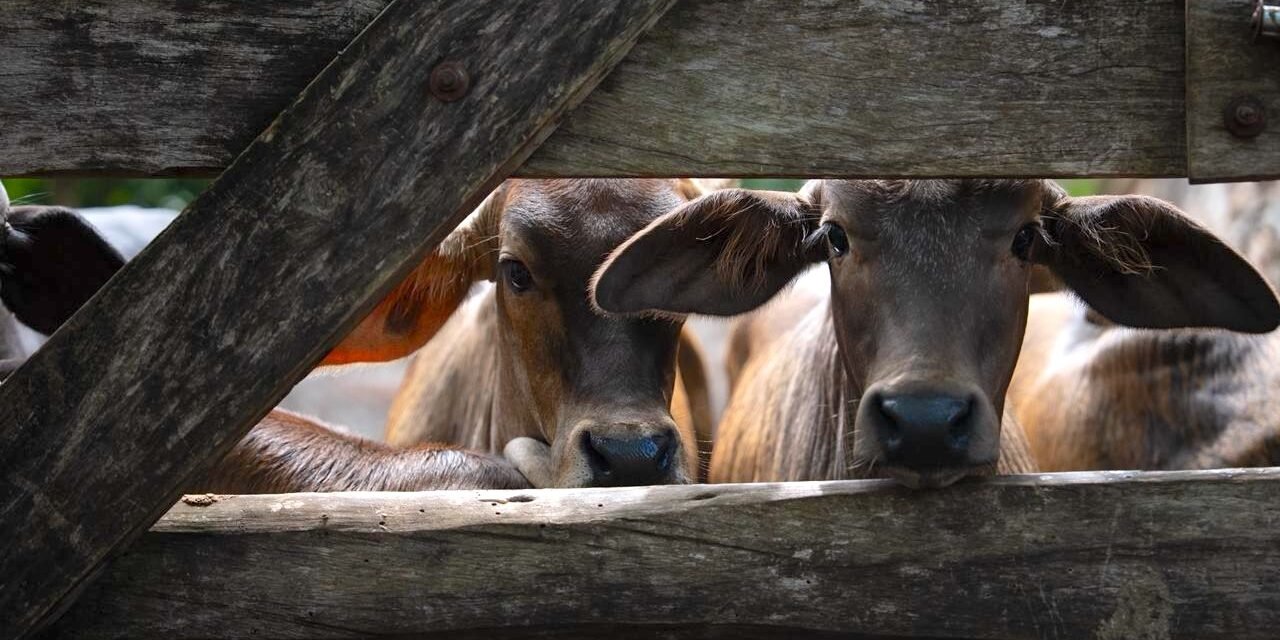 Gusano barrenador en Yucatán: 82 nuevos casos en 34 municipios
