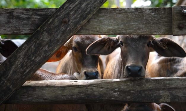 Gusano barrenador en Yucatán: 82 nuevos casos en 34 municipios