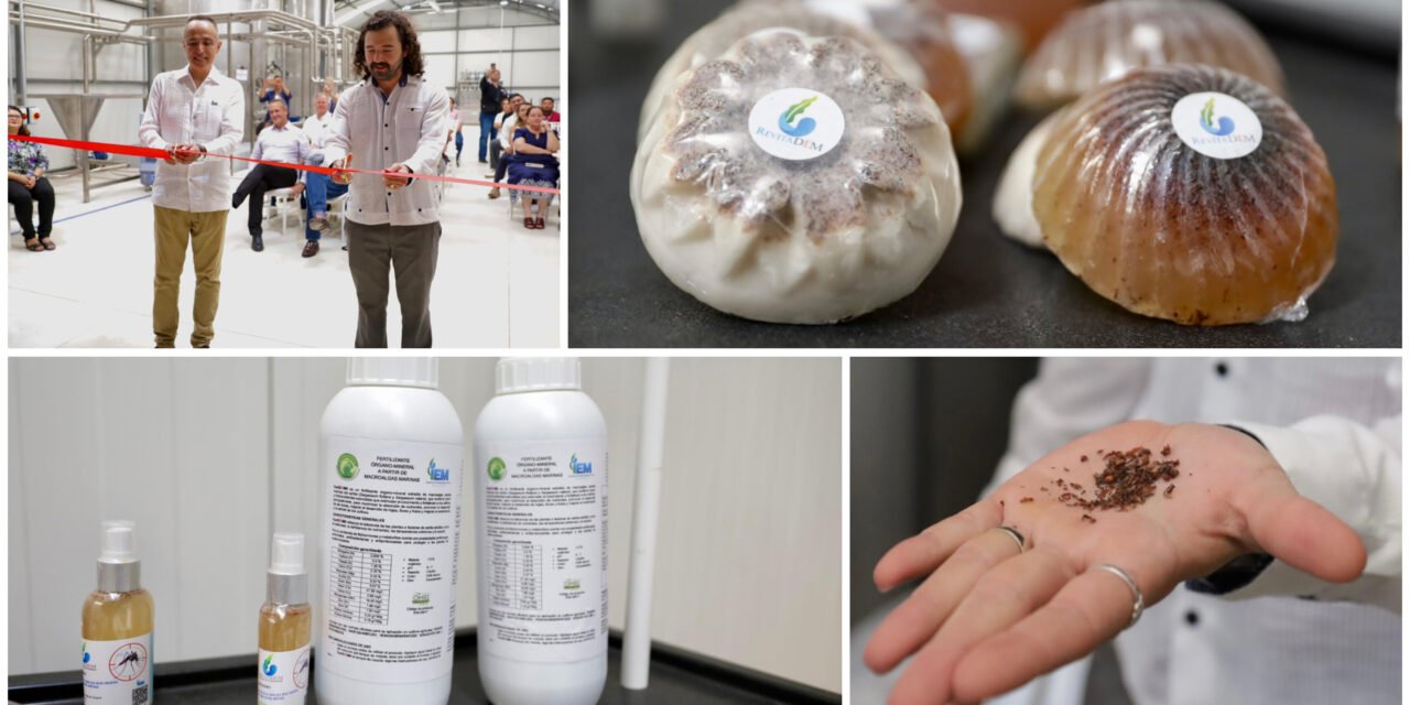 Convierten sargazo en biofertilizante y alimento para ganado