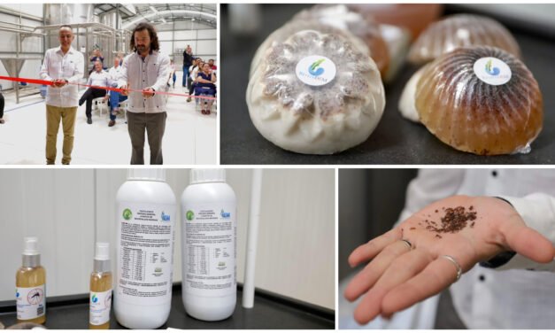 Convierten sargazo en biofertilizante y alimento para ganado