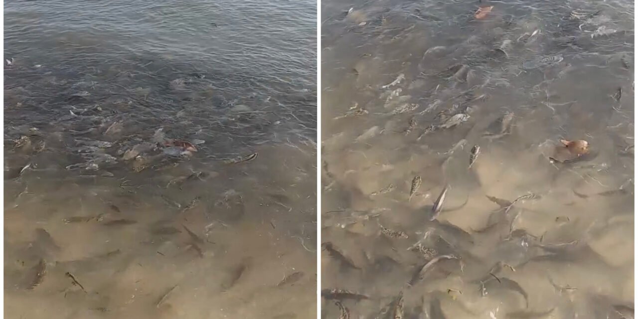 Sube potencial nocivo de manchón marea roja entre Chelem y Chuburná