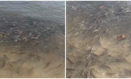 Sube potencial nocivo de manchón marea roja entre Chelem y Chuburná