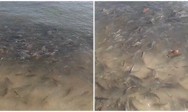 Sube potencial nocivo de manchón marea roja entre Chelem y Chuburná