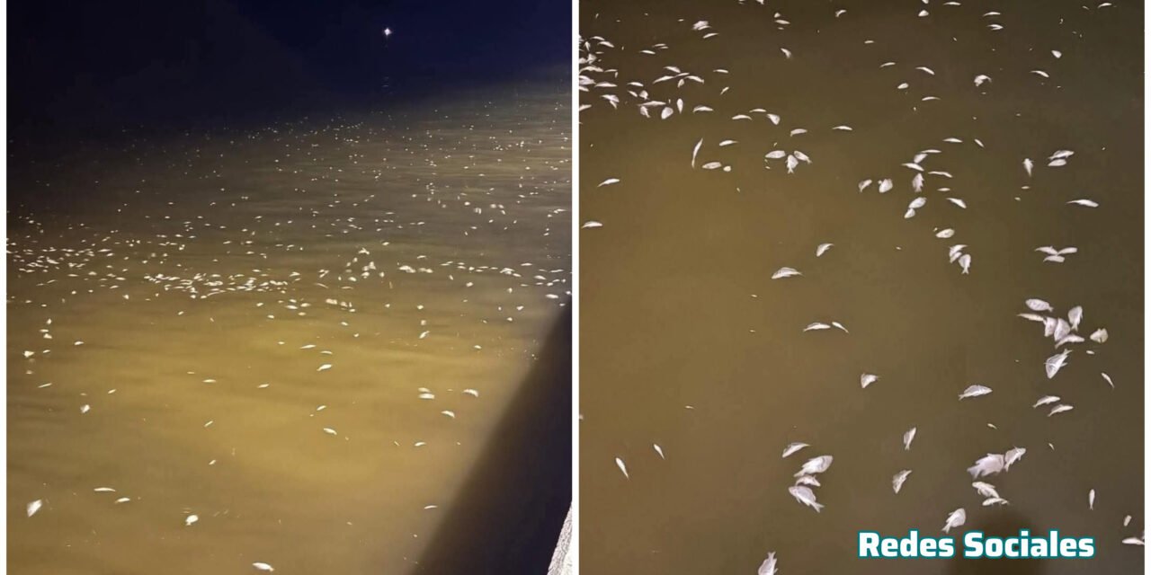 Declaran presencia de ‘marea roja’ entre Progreso a Celestún