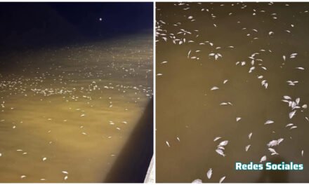 Declaran presencia de ‘marea roja’ entre Progreso a Celestún