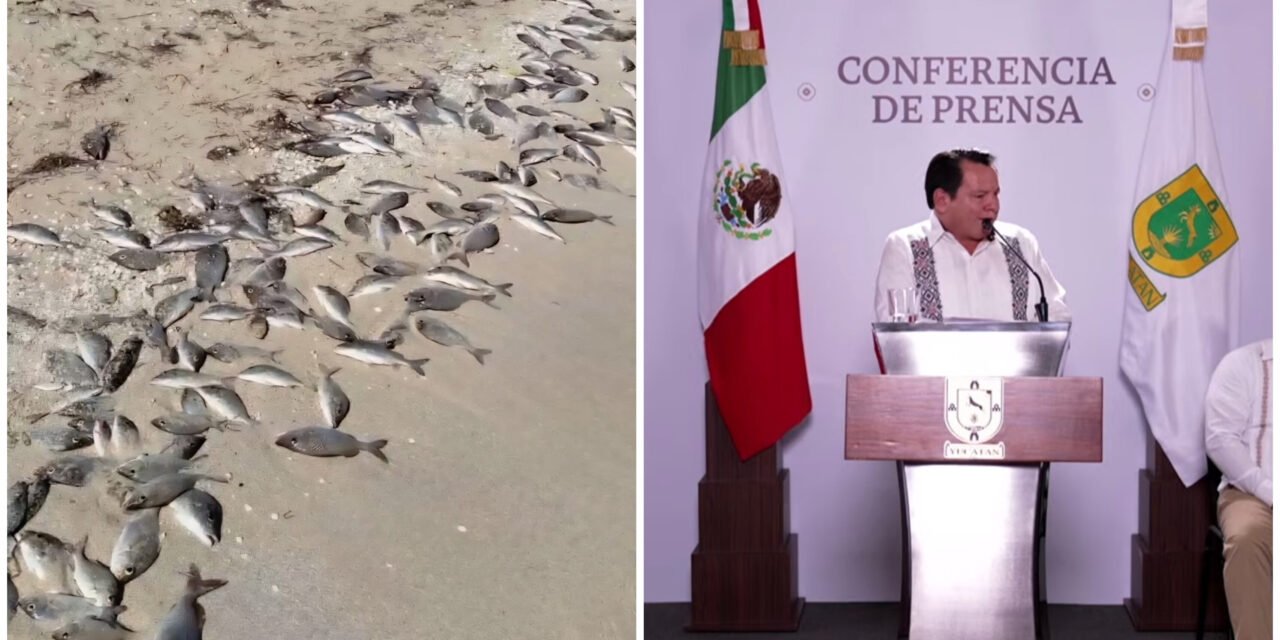 Duración de marea roja depende de vientos y corrientes