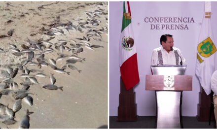 Duración de marea roja depende de vientos y corrientes