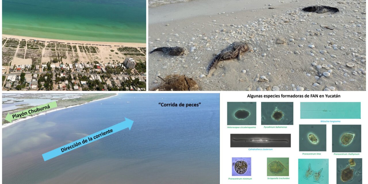 ¿Dónde está y cómo avanza la marea roja en el litoral yucateco?