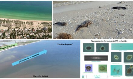 ¿Dónde está y cómo avanza la marea roja en el litoral yucateco?