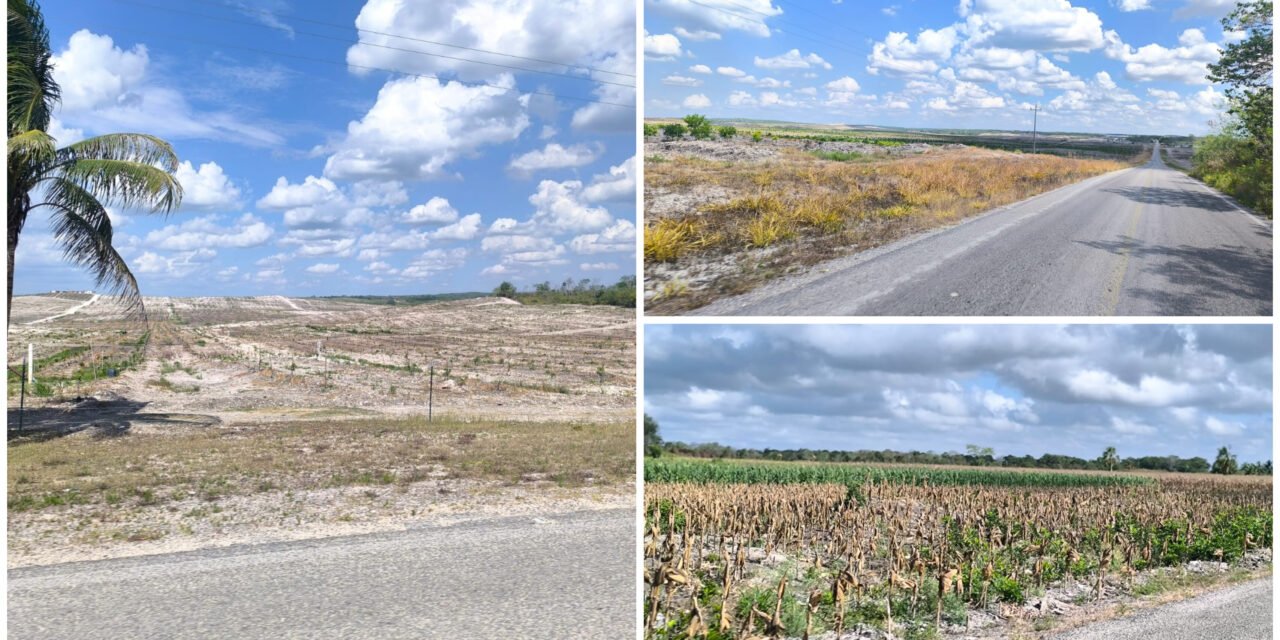 ‘Falta mucha actuación directa de Semarnat’ por destrucción de selva maya