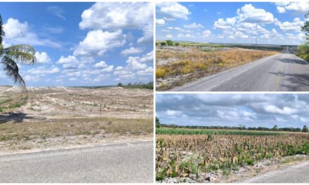 ‘Falta mucha actuación directa de Semarnat’ por destrucción de selva maya