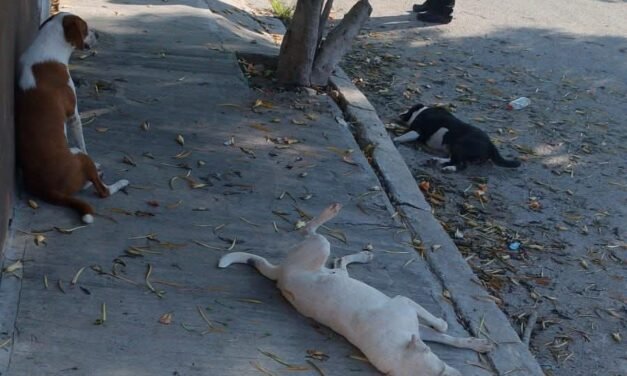 Tres perritas sacrificadas en fraccionamiento Arboledas de Kanasín