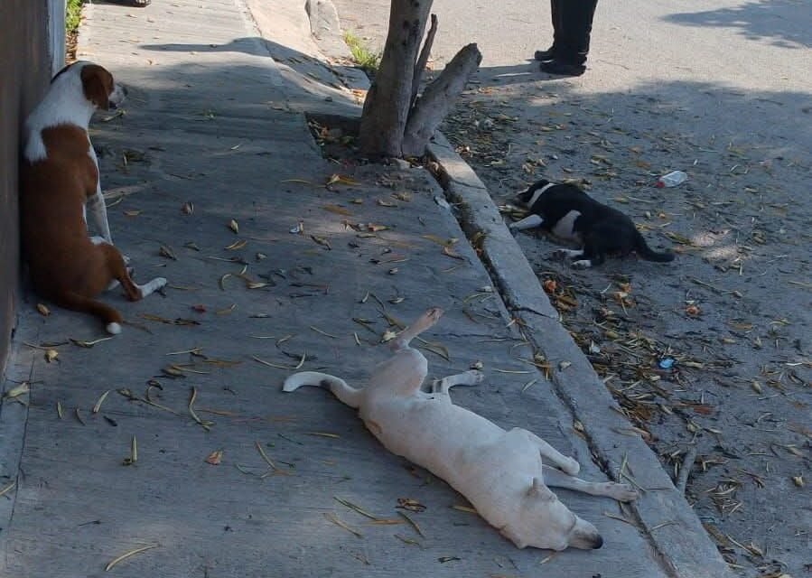 Tres perritas sacrificadas en fraccionamiento Arboledas de Kanasín