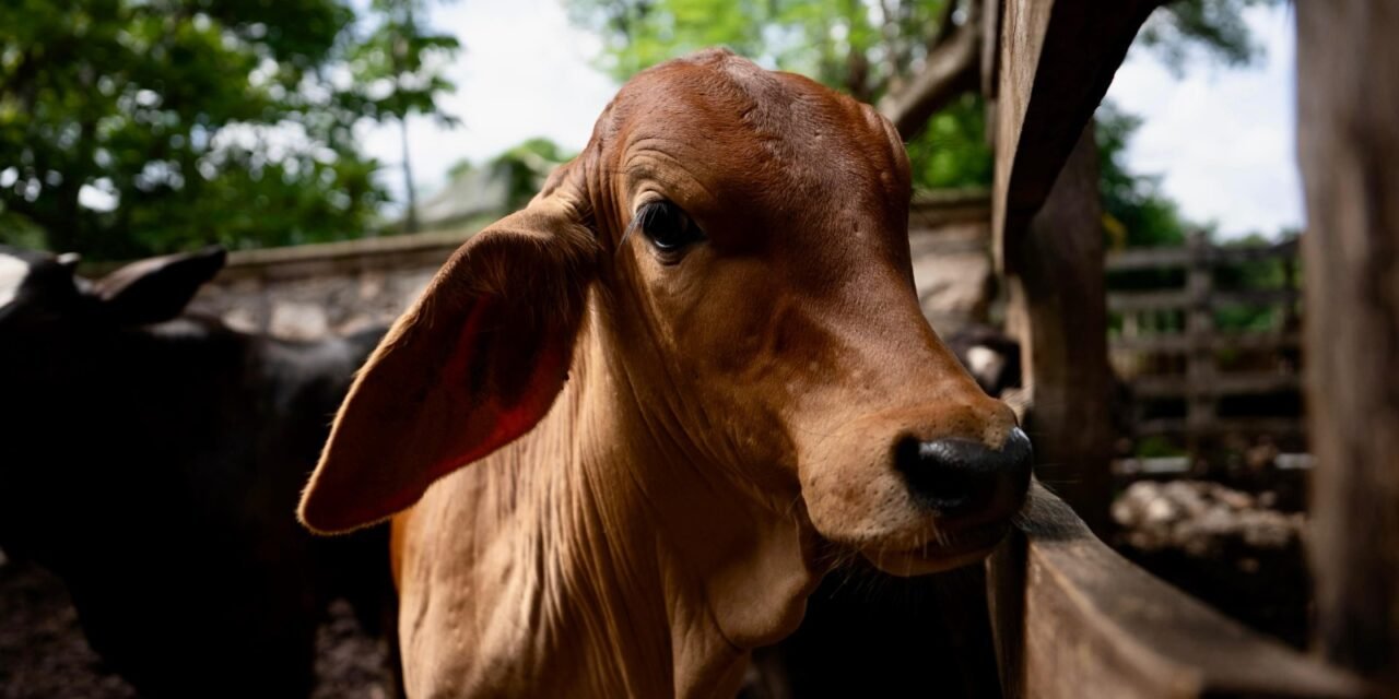 En 59 municipios de Yucatán se ha registrado gusano barrenador