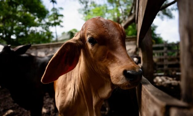 En 59 municipios de Yucatán se ha registrado gusano barrenador