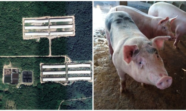 Colectivo ciudadano exige alto y reparación de daños de industria porcícola