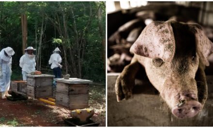 Apiarios y comunidades de Yucatán, afectados por industria porcícola