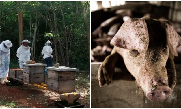 Apiarios y comunidades de Yucatán, afectados por industria porcícola