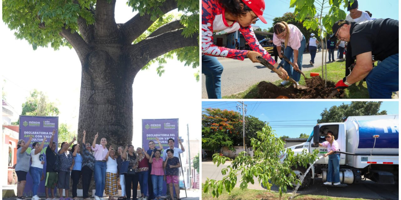 En Mulsay, Árbol con Valor Cultural y Patrimonial número 100 de Mérida