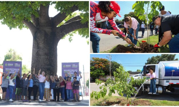 En Mulsay, Árbol con Valor Cultural y Patrimonial número 100 de Mérida