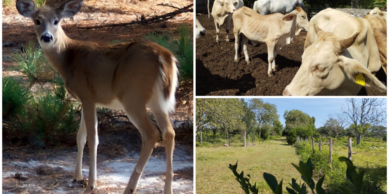 Fauna silvestre, otra víctima del gusano barrenador