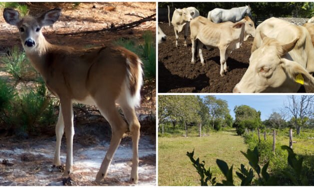 Fauna silvestre, otra víctima del gusano barrenador