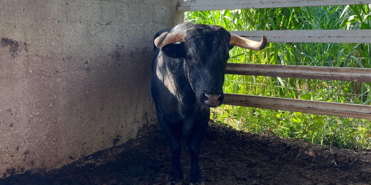 Nada frena al gusano barrenador en Yucatán