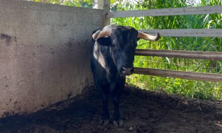 Nada frena al gusano barrenador en Yucatán