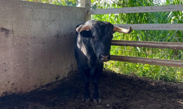 Nada frena al gusano barrenador en Yucatán