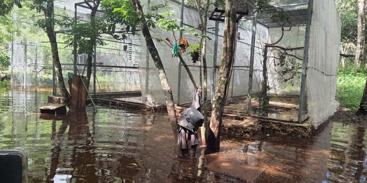 Refugio de loros de Proyecto Santa María, inundado