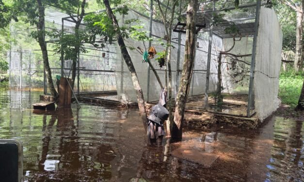 Refugio de loros de Proyecto Santa María, inundado