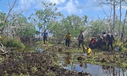 ‘Sana’ manglar enfermo en puerto El Cuyo