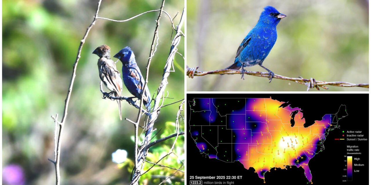 ‘La Noche de los Mil Millones de Pájaros’, migración a península de Yucatán