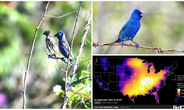 ‘La Noche de los Mil Millones de Pájaros’, migración a península de Yucatán