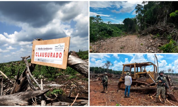 Siguen arrasando selva  en península de Yucatán