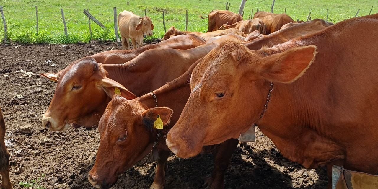 Gusano barrenador, en 77 municipios de Yucatán