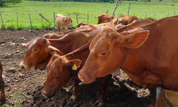 Gusano barrenador, en 77 municipios de Yucatán