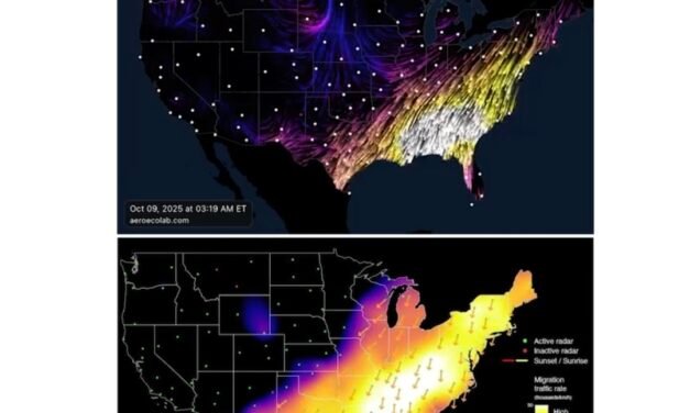 Yucatán se une este sábado a la iniciativa October Big Day