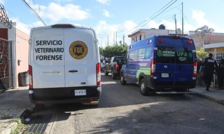 Pastor ganadero australiano al borde de la muerte por disparo