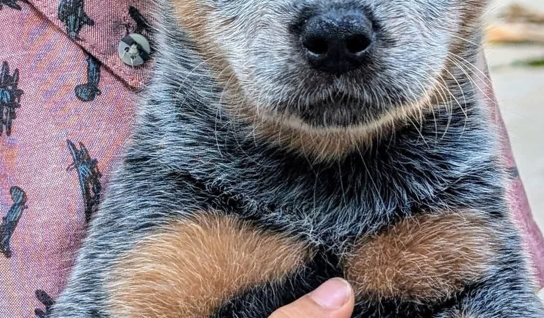 Identifican a supuesto agresor de perrita tirada en basurero