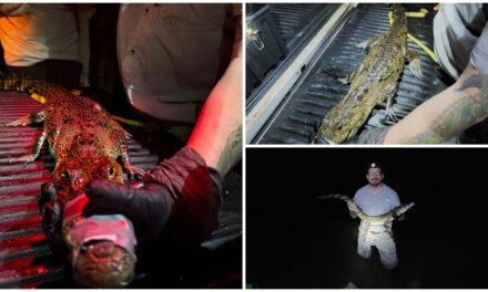 Depredador reubicado para proteger nidos de tortuga carey