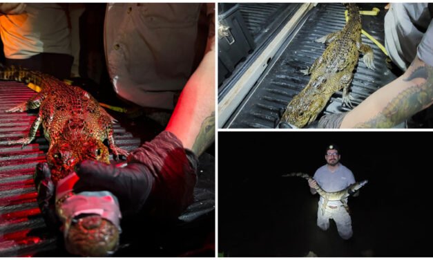 Depredador reubicado para proteger nidos de tortuga carey