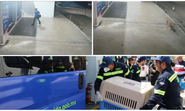 Arrasó con 18 perros; hay un detenido y presuntos cómplices